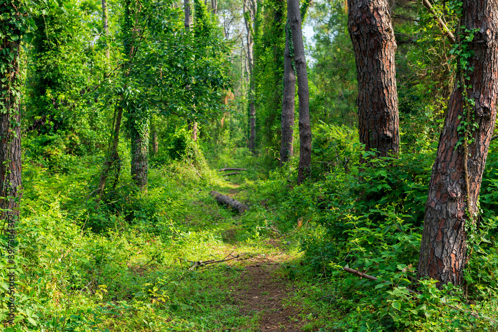 Obraz premium Tree trunks in a mixed forest covered with ivy