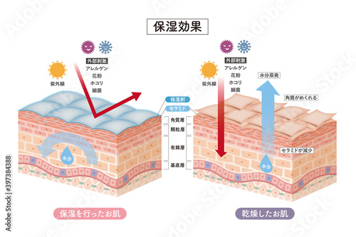 Cross section of the skin 4