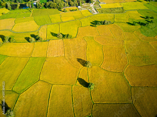 Aerial image of ripen rice fileds in Ta Pa, An Giang Nov. 2020  photo