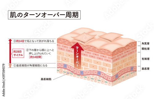 Cross section of the skin 6