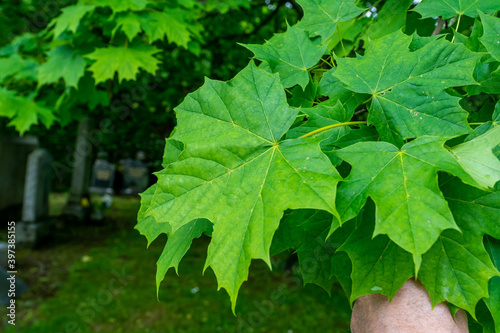 Sugar Maple leaf.