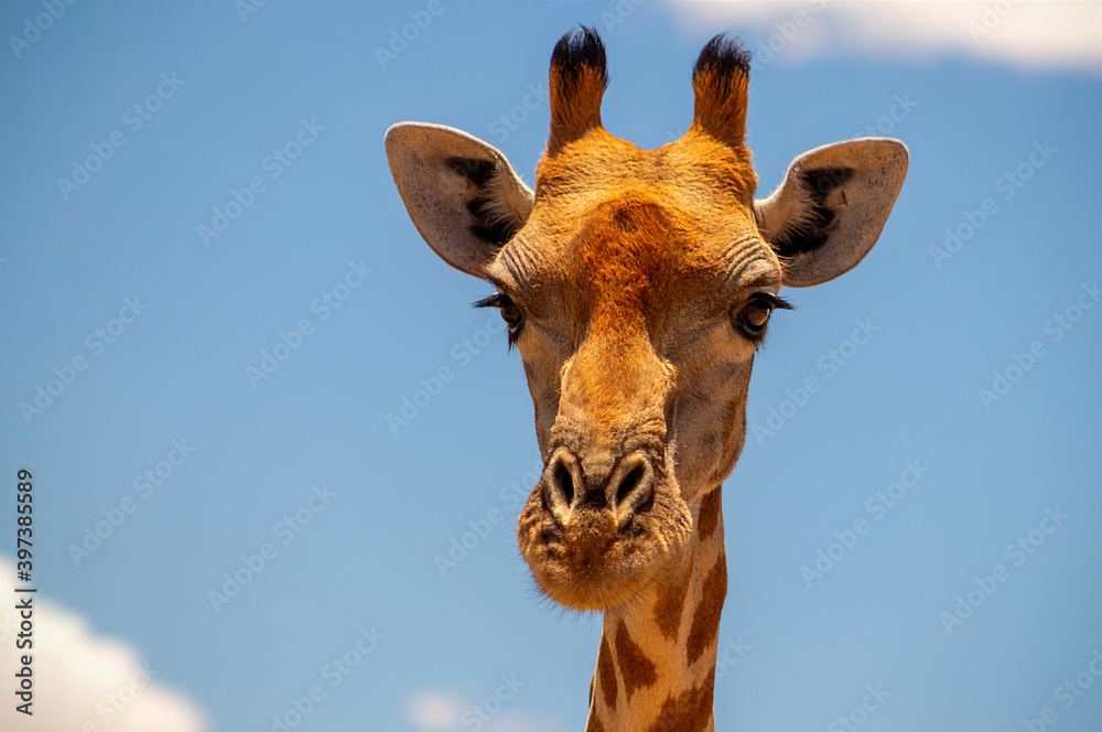 Naklejka premium Wild african life. A large common South African giraffe on the summer blue sky.