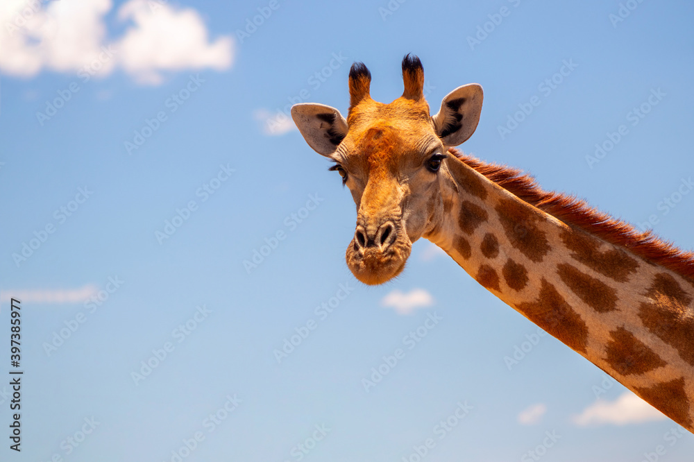Wild african life. A large common South African giraffe on the summer blue sky. Wild african life. A large common South African giraffe on the summer blue sky.