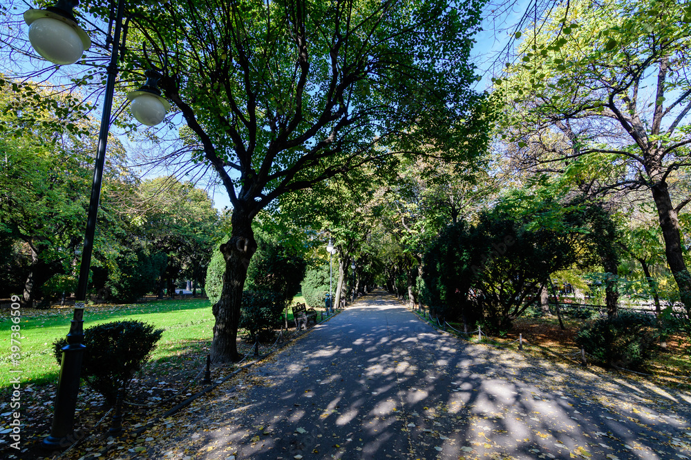 Fototapeta premium Landscape with the main alley with vivid green and yellow plants, green lime trees and grass in a sunny autumn day in Cismigiu Garden in Bucharest, Romania .