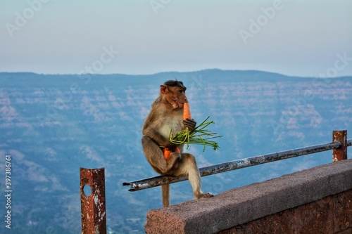 Photography monkey eating carrot
