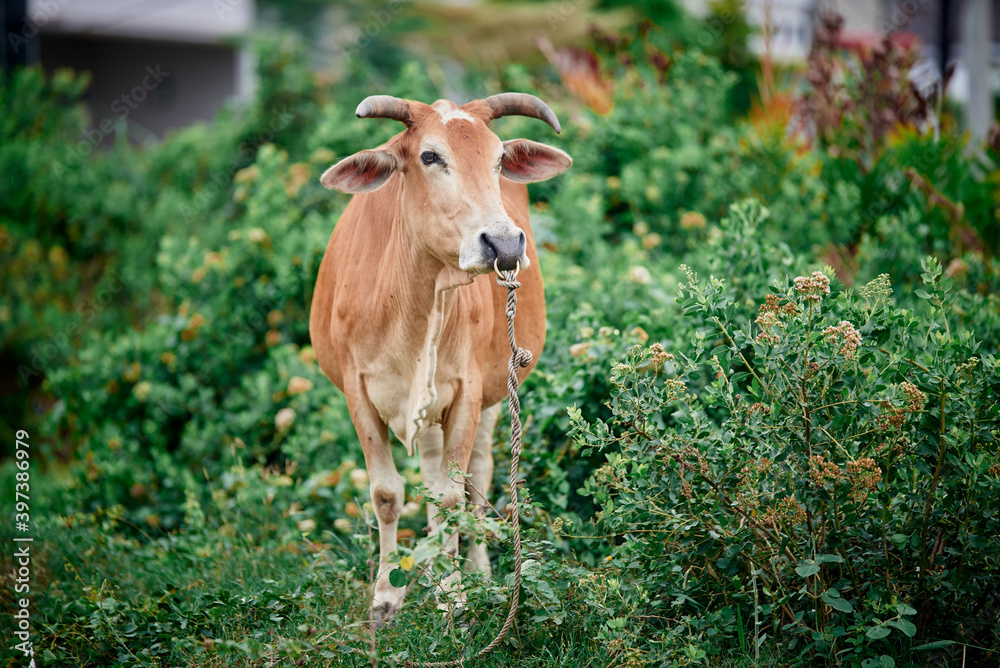 Domestic Brown cow eating in a grass field