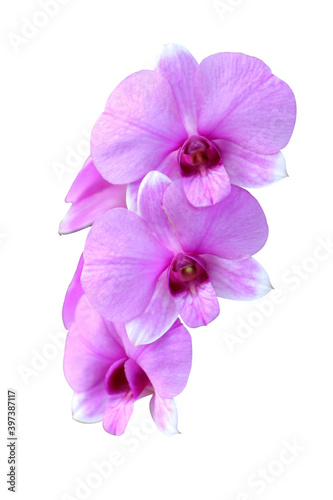 Pink and purple orchids on white background.