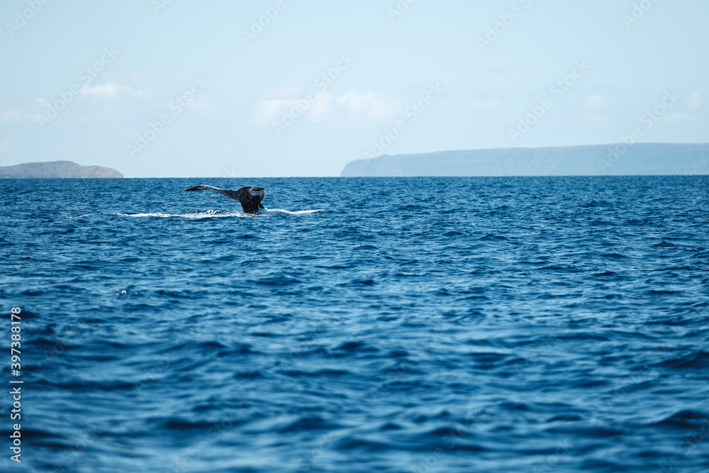 a whale and a dolphin in the ocean