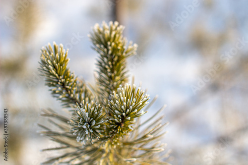 A twig of a Christmas tree with needles in hoarfrost on a frosty day © Анатолий Савицкий