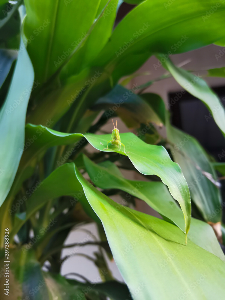 Little Grasshopper on the leaves 