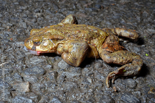 überfahrene Erdkröte (Krötenwanderung) // toad run over (toad migration) photo