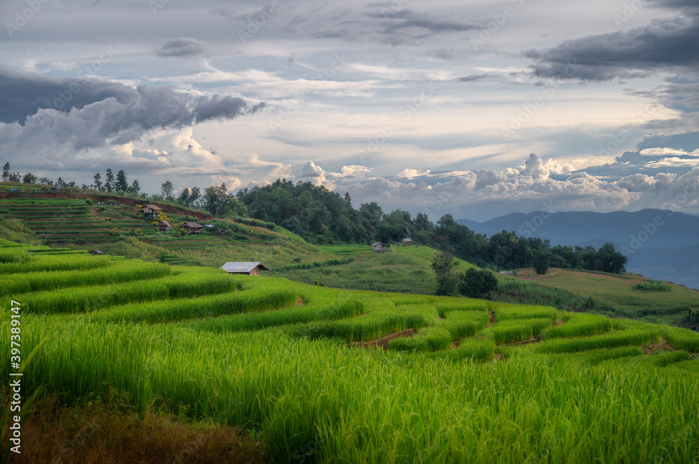 Rice fields in Thailand.