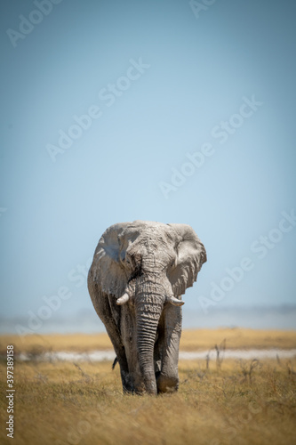 Photography African bush elephant approaches camera in grass