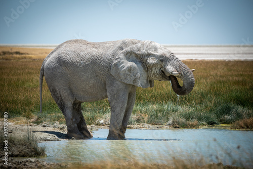 African bush elephant stands drinking in waterhole