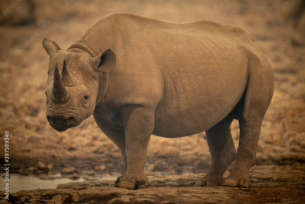 Obraz premium Black rhino stands beside waterhole watching camera