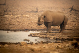 Black rhino stands by waterhole in haze
