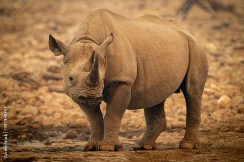 Black rhino stands by waterhole eyeing camera