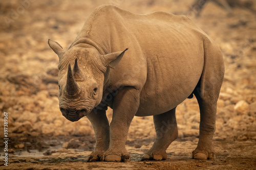 Black rhino stands by waterhole watching camera