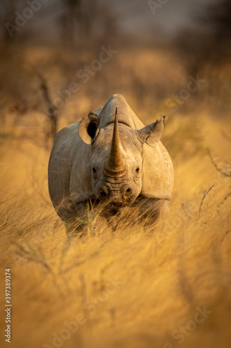 Vászonkép Black rhino stands in grass facing camera