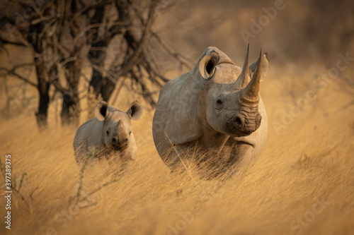 Black rhino stands in grass with baby