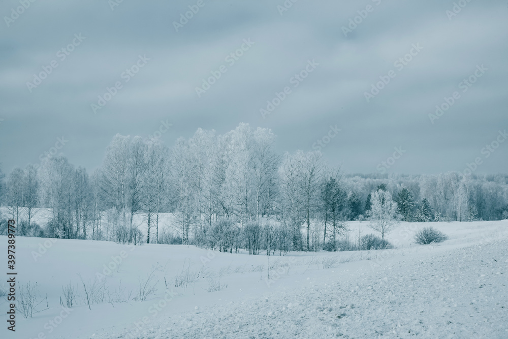 Winter, frosty landscape with white trees in a cold fog. Frosty, winter landscape