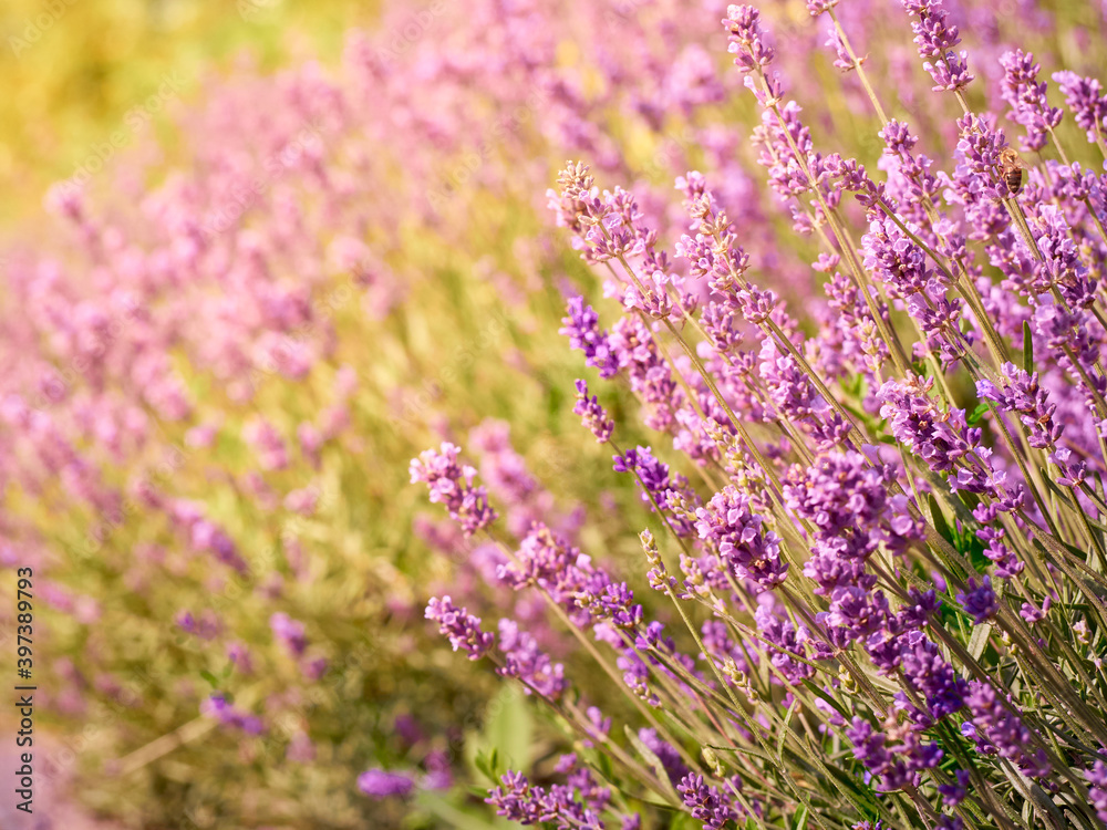 Fototapeta premium Soft focus on lavender flowers.