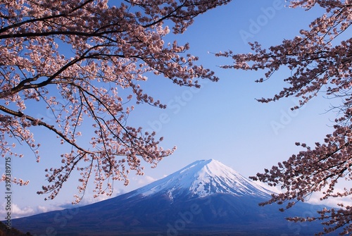 青空に映える富士山と満開の桜