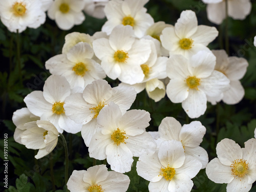 Anemone flowers in the garden.