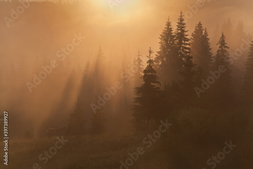 Horse on the pasture in deep fog, sunrays through the spruce trees. Ukraine, Carpathians.