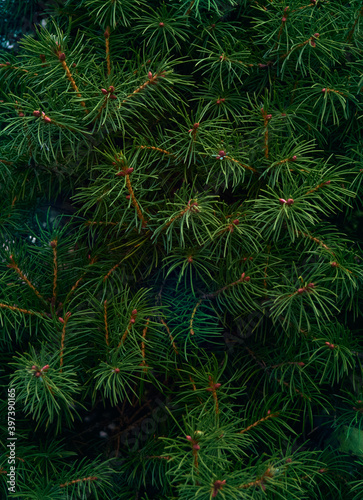 Background of Christmas tree branches.