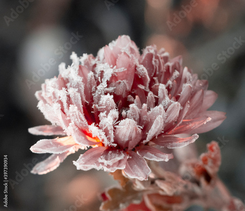 Orange flower covered with frost. Light autumn background. Natural beauty
