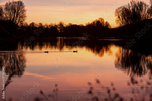 Pair of ducks silhouette swimming in a beautiful lake that reflects the autumn dusk colors.