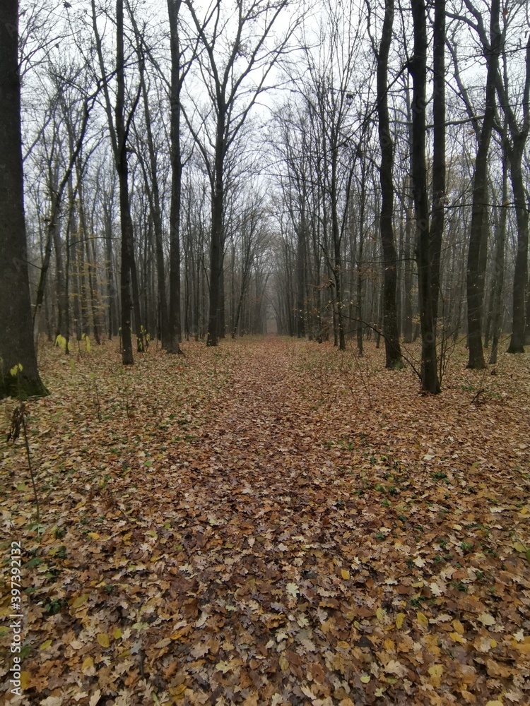 autumn in the forest autumn in the forest