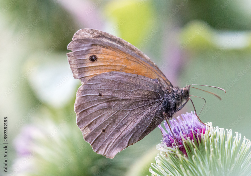 Obraz premium Großes Ochsenauge