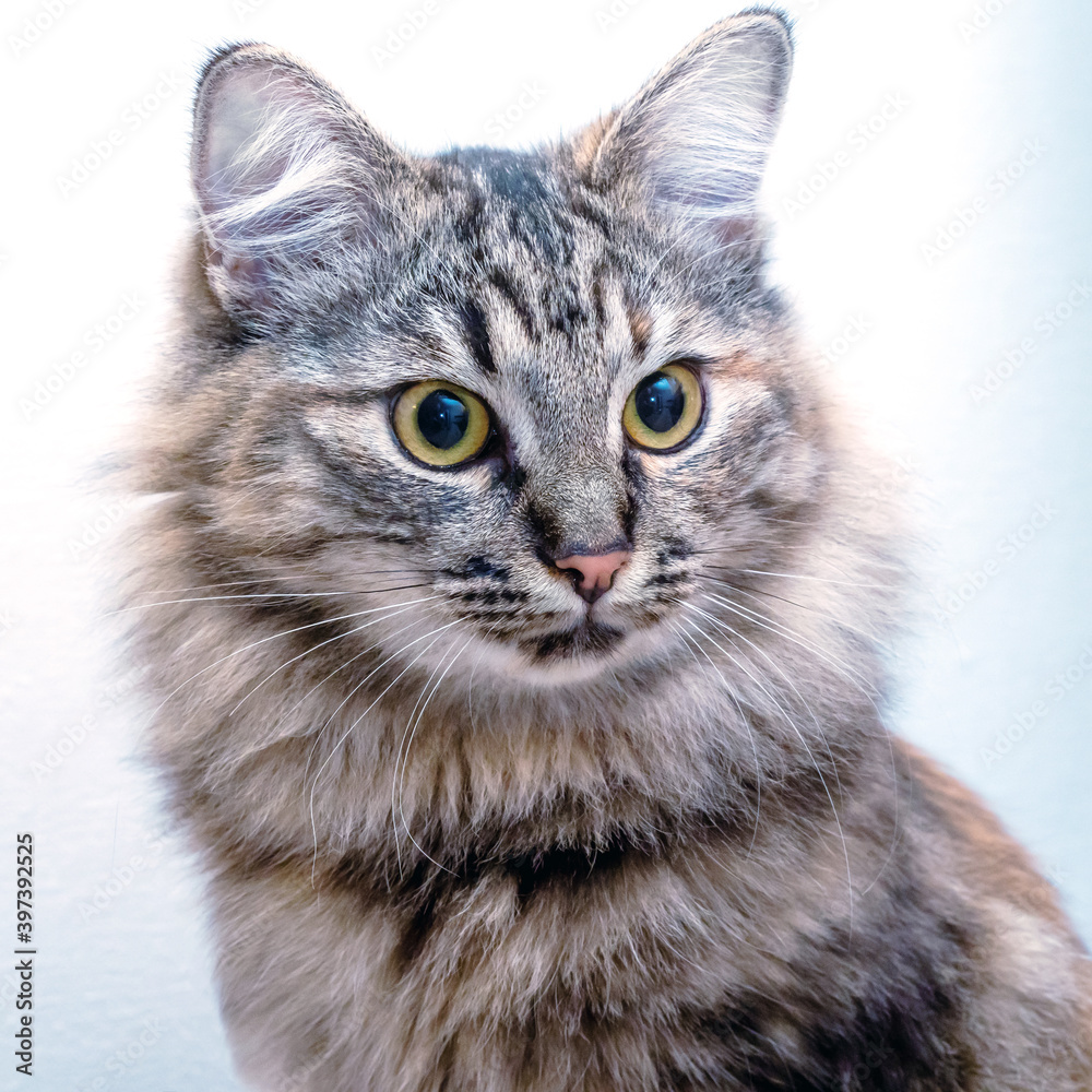 Portrait of a Norwegian forest cat on a light background. The kitten is five months old.. Portrait of a Norwegian forest cat on a light background. The kitten is five months old..