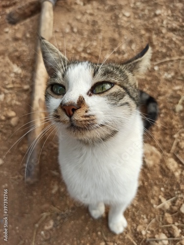 Cute Cat White Animal Eyes