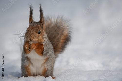 Red squirrel © entreprise
