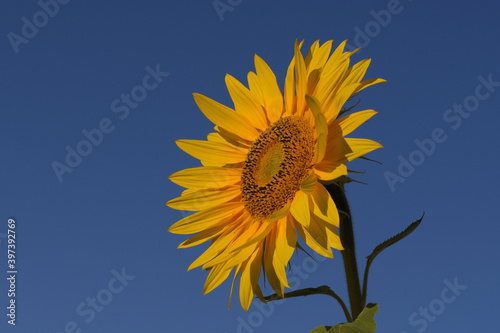 A beautiful common sunflower, isolated on a blue sky. photo