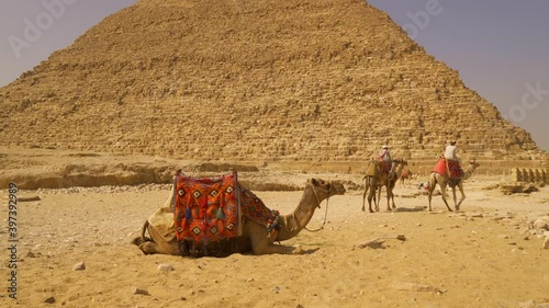 Cairo, Egypt; October 2020: Panning shot of local workers with camels next to the pyramid of Kefren in the pyramids of Ginza photo