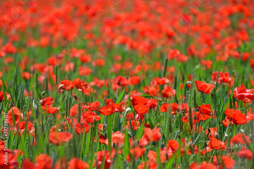 A beautiful poppy field.