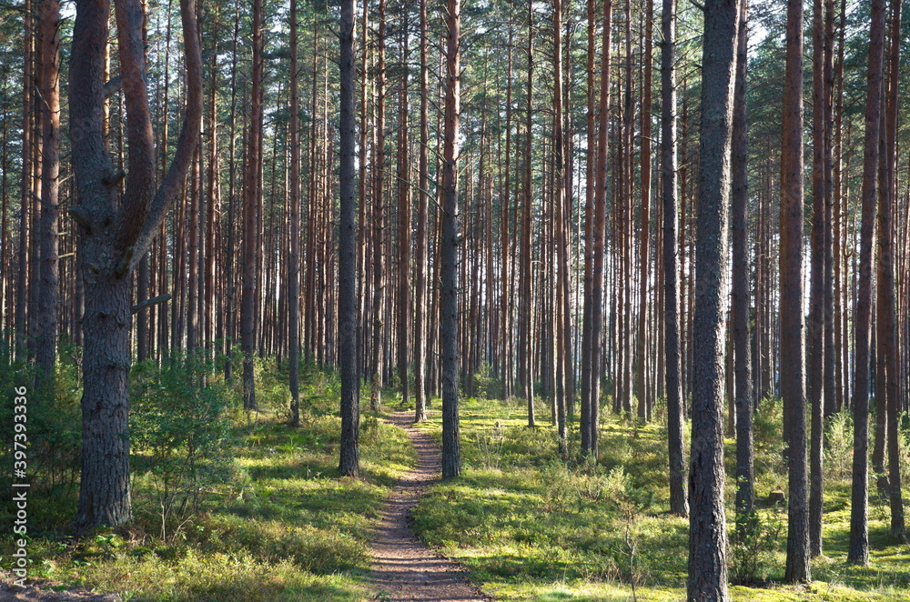 Pine forest in the Tver region on a summer day, Russia Pine forest in the Tver region on a summer day, Russia