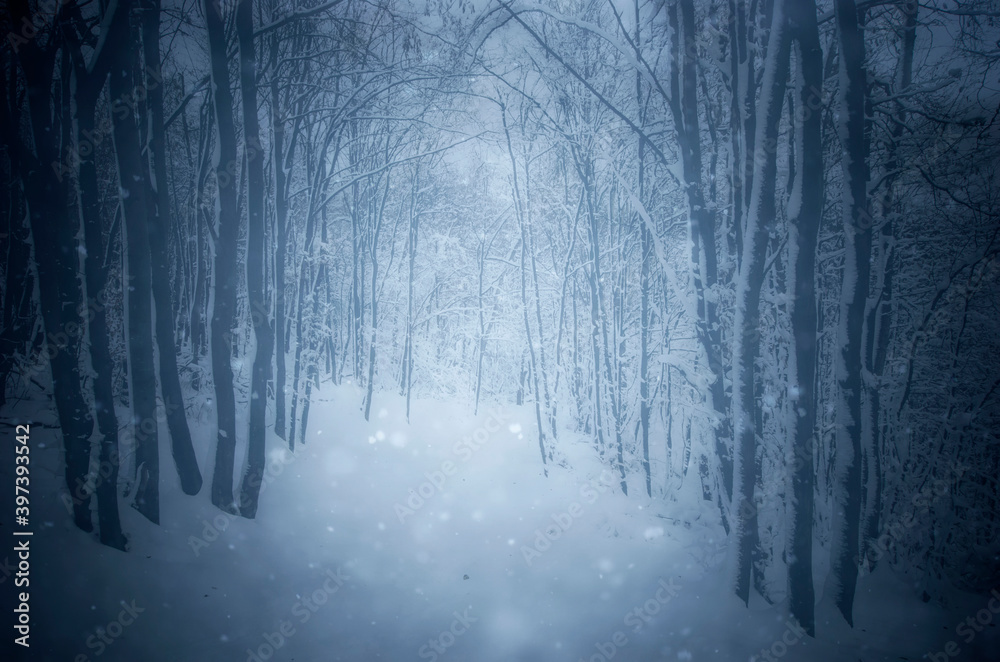 magical forest path in winter, snow covered woods magical forest path in winter, snow covered woods