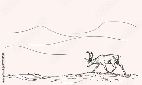 reindeer