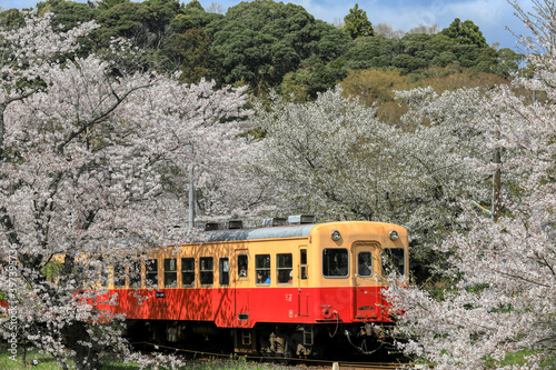 桜並木を抜けるローカル鉄道