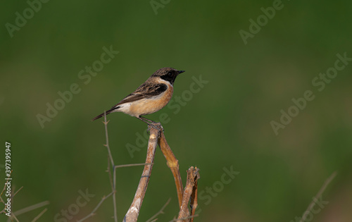 The Siberian stonechat or Asian stonechat Saxicola maurus is a recently validated species of the Old World flycatcher family. Like the other thrush-like flycatchers photo