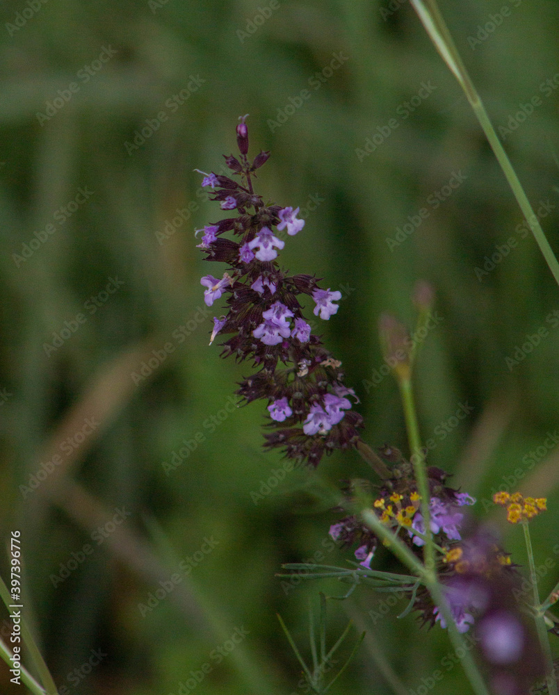 Violet flower bloom in Autumn period Violet flower bloom in Autumn period