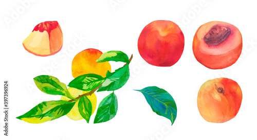 Fototapeta Naklejka Na Ścianę i Meble -  Set of watercolor orange peaches on white isolated background.A collection of juicy fruits hand drawn.Clip art with healthy food.Design for social networks,invitations,packages,posters,wallpapers.