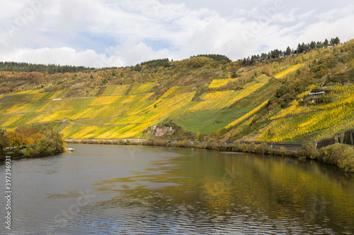 Vineyards along River Moselle in autumn colors  Germany  Europe.