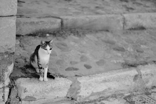 a cat sitting on a stone wall