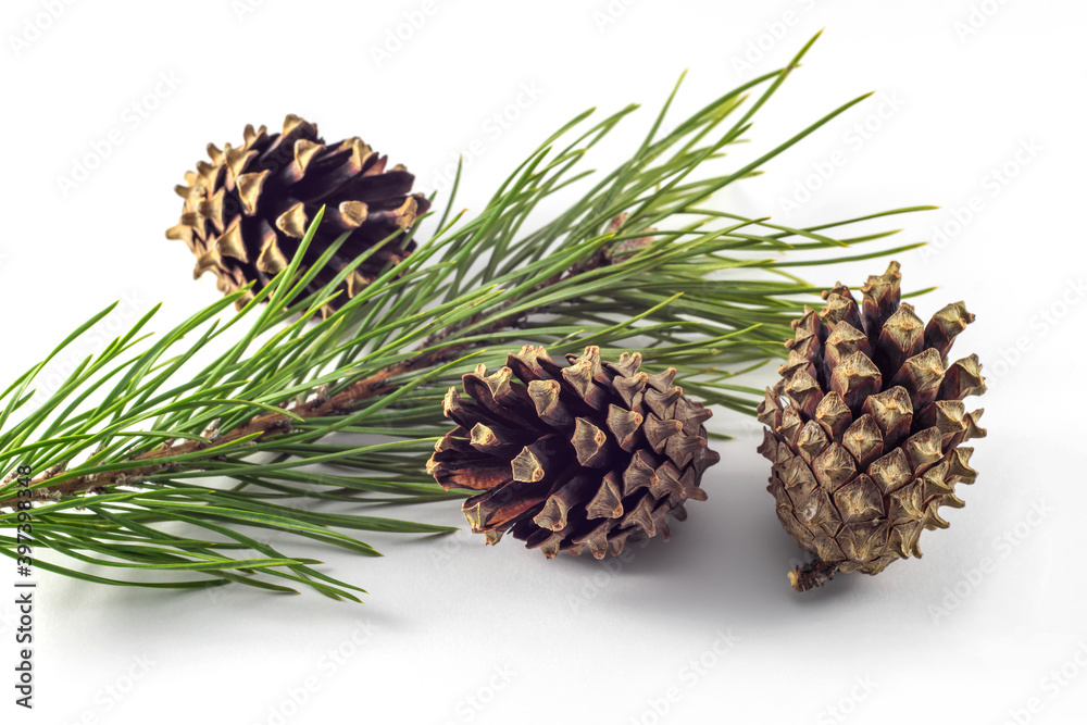Green pine branch with cones on a white background.
Green pine branch with cones on a white background.